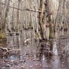 freshwater tree dominated wetland freshwater tree dominated wetland