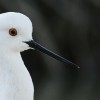 Black winged stilt (Himantopus himantopus) Black winged stilt (Himantopus himantopus)