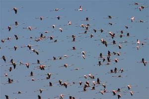 Flamingoes flying over the Massa river. Photo Credit: Souss Massa National Park